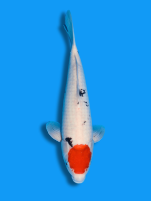 Tancho Showa | Koi&Co.